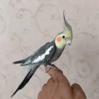عروس هلندی سخنگو دستی