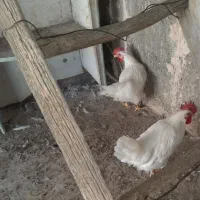 ۲عدد نیمچه خروس ۳ماهه