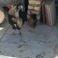مرغ و خروس