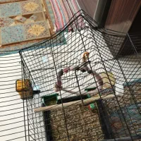 قفس پرندگان