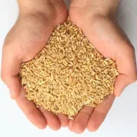 گندم ساجی