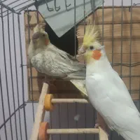 جفت عروس همراه ۳عدد جوجه