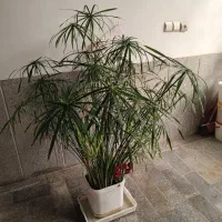 گل بزرگ زیبا نخل مرداب