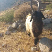 بهده|حیوانات مزرعه|اندیکا, |دیوار
