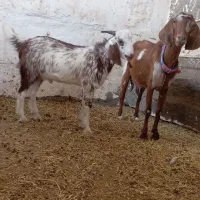 بز بزغاله میش بره صلاله