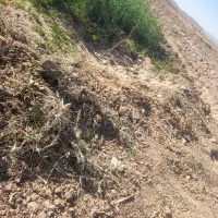 الاغ گلگی نر