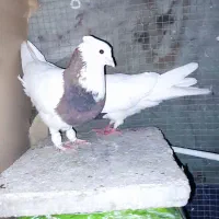 کبوتر طوقی سرخ وسیاه