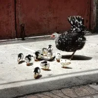 مرغ و جوجه گلین