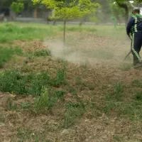علف زنی در اسرع وقت پذیرفته میشود