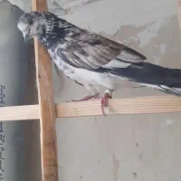 کبوتر کاشان