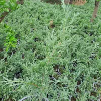 گل رونده سطل سه ونیم تعداد موجوده