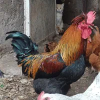 خروس یک ساله جوان