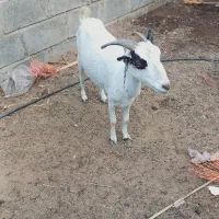 کهره ماده