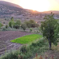 فروش برنج مرغوب چمپا