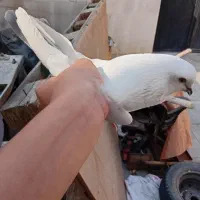 کفتر دم رش