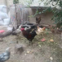 مرغ و خروس اصیل