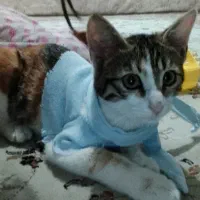 گربه