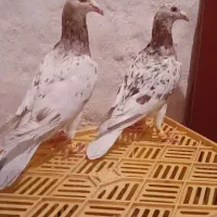 هفترنگ