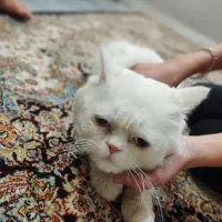 گربه پرشین نر 9 ماهه