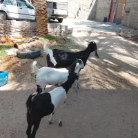 گوسفند