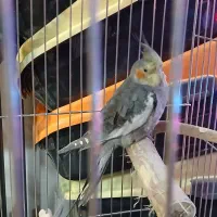پرنده عروس هلندی نر