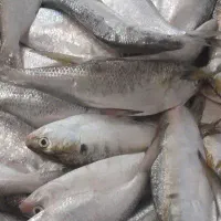 ماهی صبور صید بروز