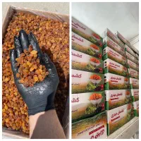 فروش و عرضه انواع خشکبار بصورت عمده در نیشابور
