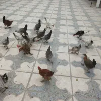 جوجه محلی اصل