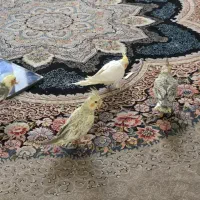 عروس هلندی ۴ عدد