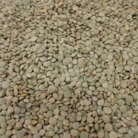عدس بوجاری شده امسال