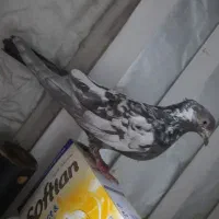 کبوتر