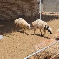بره نر قصابی