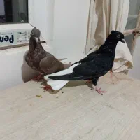 دوتادم سفیدبایه خوشرنگ
