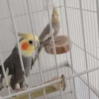 یک جفت عروس هلندی مولد