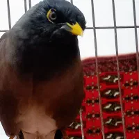 مرغ مینا پر حرف