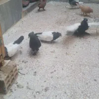 سینه سیاه