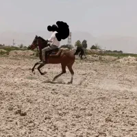 اسب|اسب و تجهیزات اسب‌سواری|سرچهان, |دیوار