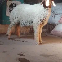 شهرحمیدیه