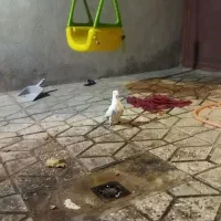 شون زرد نباتی
