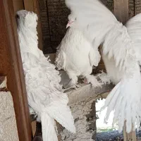 3عدد کبوتر تزیینی