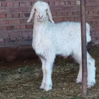 میش بختیاری با بره نر عتیقه