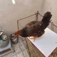 جوجه