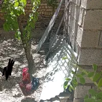 خروس جوان