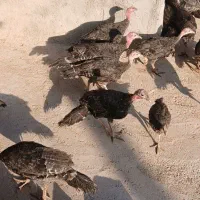 بوقلمون