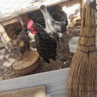 خروس معاوضه با مرغ