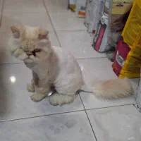 پیدا شده