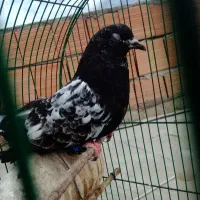 کفتر سینه سیاه مست