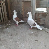 دوبال و سار