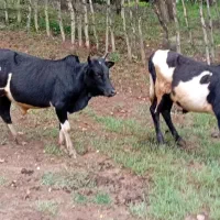 چهار راس ورزاکوله