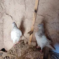 جفت کله|پرنده|آبکوه, |دیوار